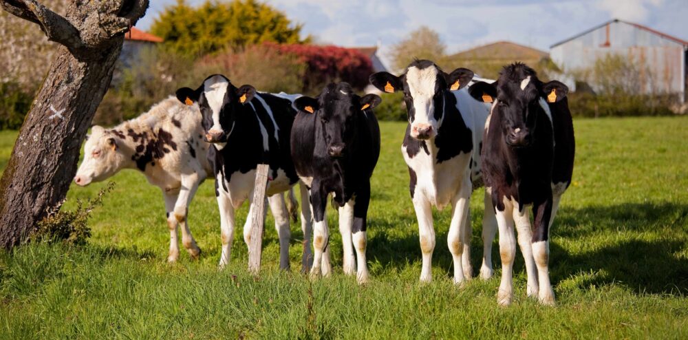 L'image décrit quelques vaL'image décrit quelques génisses de race prim'HolStein dans un pré