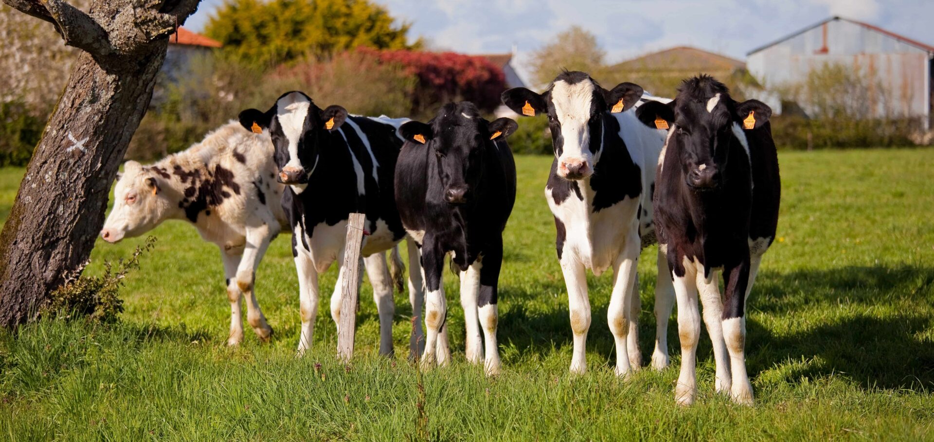 L'image décrit quelques vaL'image décrit quelques génisses de race prim'HolStein dans un pré