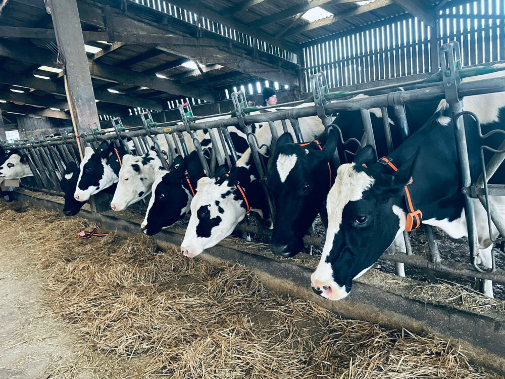 vaches en stabulation