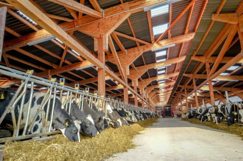 stabulation vaches laitières performances économiques études globales