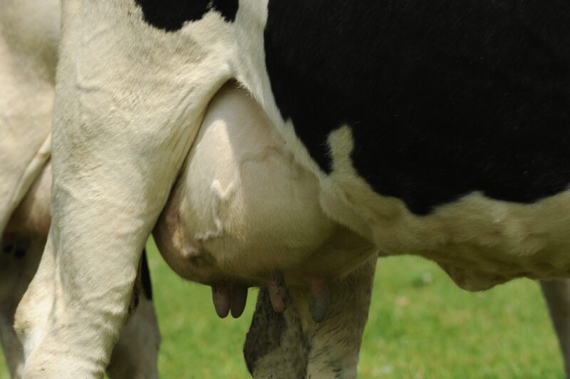 pis vache laitière qualité du lait