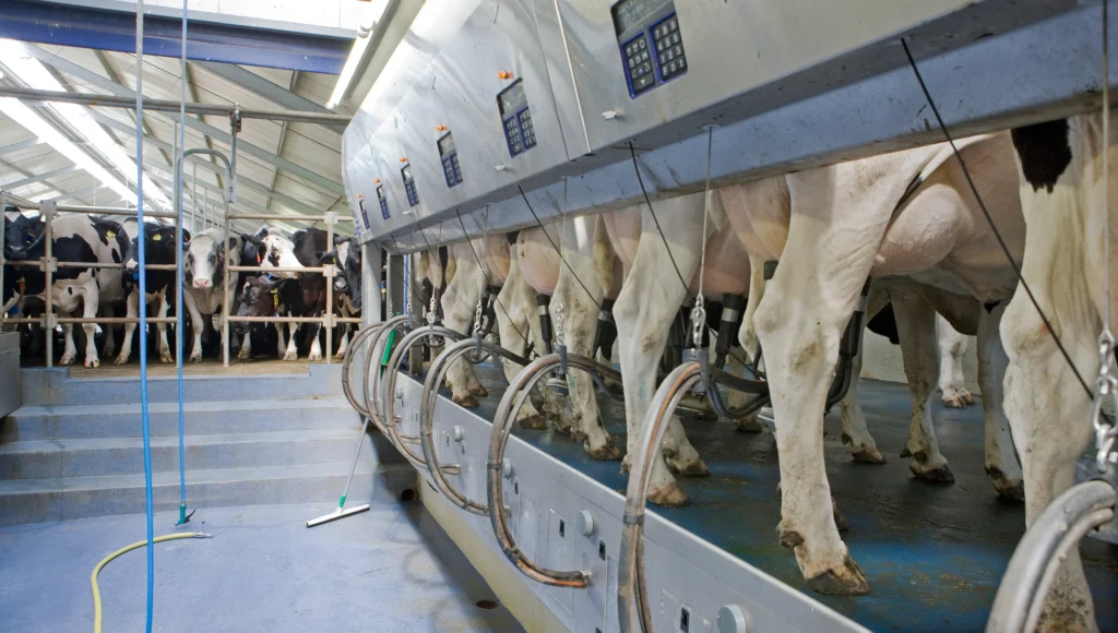 Des vaches attendent pendant qu'un système de traite Roto trait le reste du troupeau